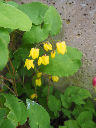 Epimedium ´LEMON ZEST´